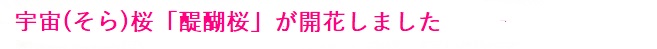 多摩桜プロジェクト