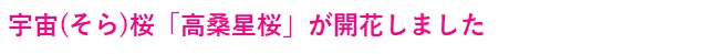 多摩桜プロジェクト