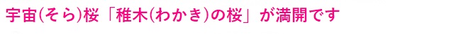 多摩桜プロジェクト