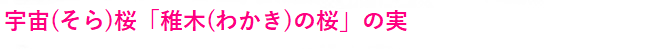 多摩桜プロジェクト