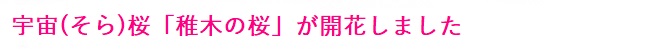 多摩桜プロジェクト