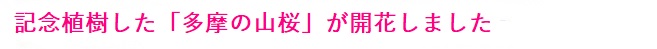 多摩桜プロジェクト